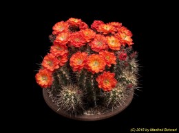 Echinocereus polyacanthus 704